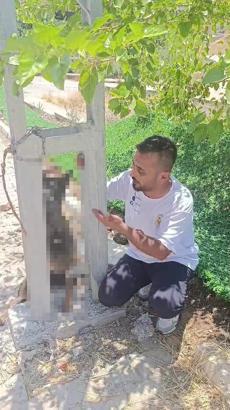 Evin avlusundan çalınan köpek, elektrik direğinde asılı halde ölü bulundu