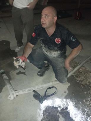 Edremit'te itfaiye betonu delerek yavru kediyi kurtardı