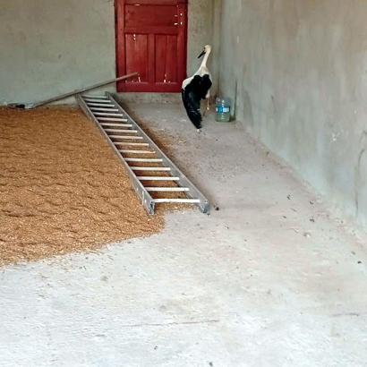 Edirne’de yaralı bulunan leylek, DKMP ekiplerine teslim edildi