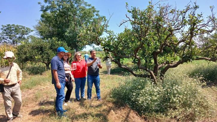 Osmaniye'de narenciye bahçelerine 8 bin faydalı böcek salındı