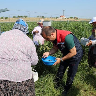 Edirne’de yaban mersini hasadı sürüyor