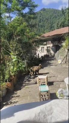 Evlerinin önüne gelen yavru ayıyı beslediler
