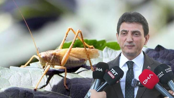İstanbul İl Tarım Müdürü Parıldar: İstanbul'da çekirge istilasından bahsetmek mümkün değil