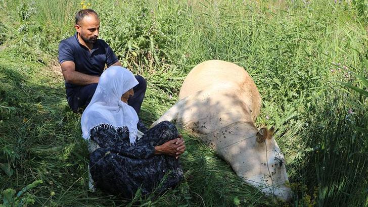 Uçuruma düşen inekleri ölen 7 çocuklu aileye, 2 inek ve 2 buzağı hibe edildi