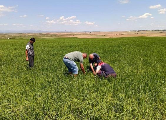 Edirne’de dolunun zarar verdiği tarlalarda hasar tespit çalışması başlatıldı