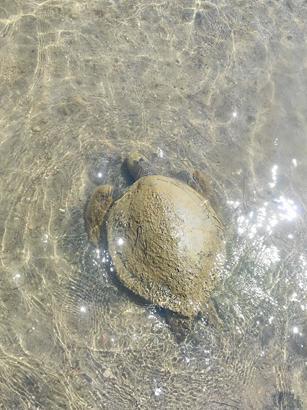 Ayvalık'ta sahilde ölü caretta caretta bulundu