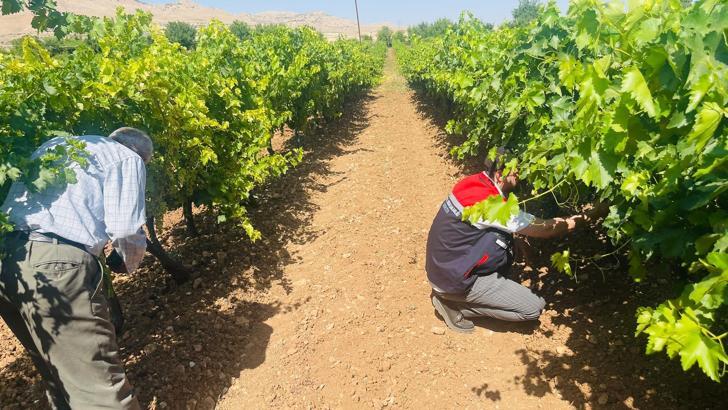 Gercüş’te, bağlarda külleme hastalığına karşı denetim ve bilgilendirme