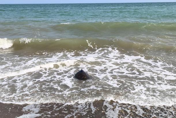 Tedavi edilen Mersin ile Göksu, mavi sulara bırakıldı