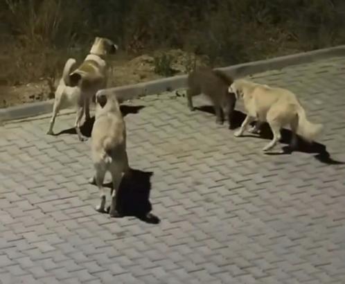 Kuşadası’nda başıboş köpekler yavru yaban domuzuna saldırdı; o anlar kamerada