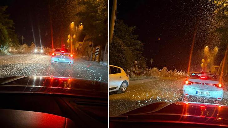 Sakarya'da milyonlarca kelebeğin ölüm dansı