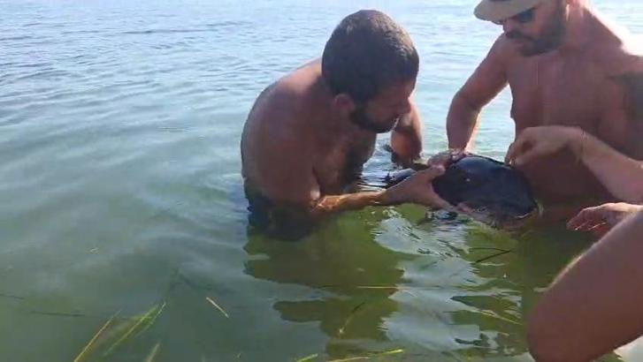 Plajda görülen yavru yunus, gözlerinde enfeksiyon temizlenip denize bırakıldı