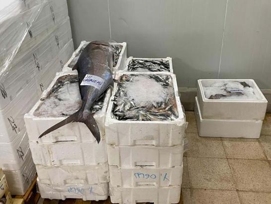 İzmir'de yasa dışı su ürünlerine el konuldu