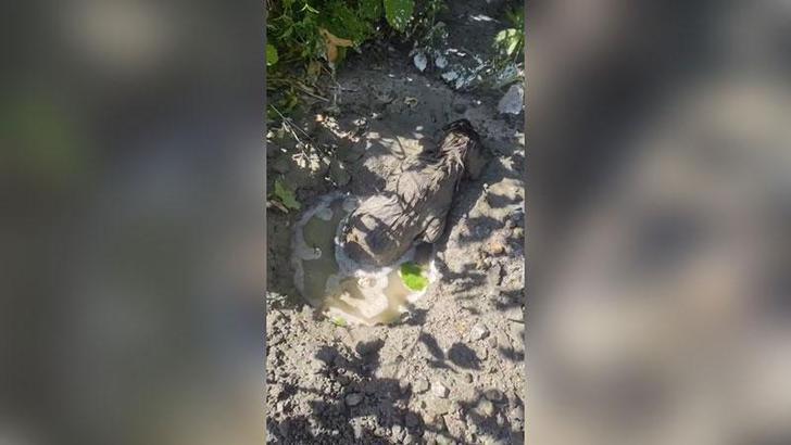 Mikserden dökülen betonda mahsur kalan yavru köpeği itfaiye kurtardı