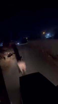 Sahibinin elinden kaçan angusu mahalleli yakaladı
