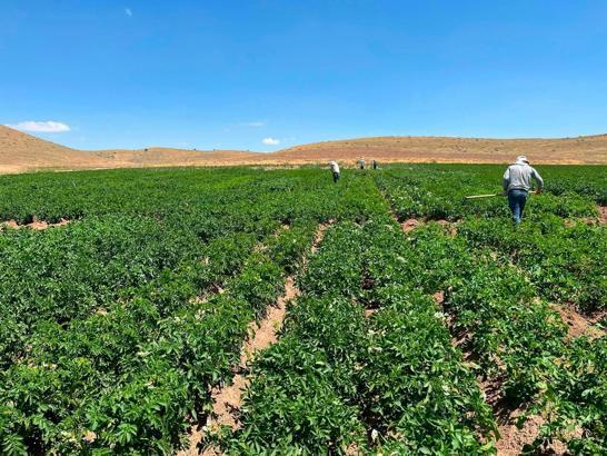 Patates klonlarının performansı incelendi