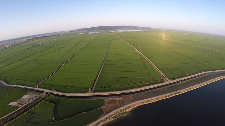 Edirne’de yeşile bürünen çeltik tarlaları havadan görüntülendi