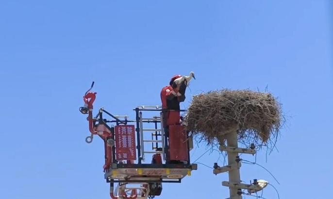 Ayağına poşet dolanan leylek kurtarıldı