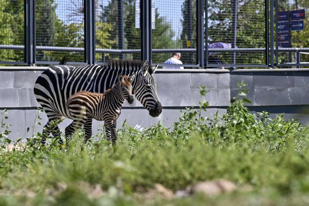 Ankara'daki 'Doğal Yaşam Parkı'nın yeni üyesi yavru zebra için isim anketi