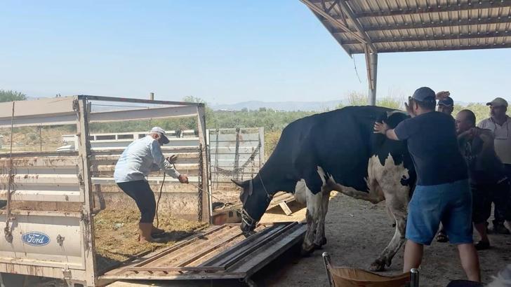 Aydın'daki orman yangını 3'üncü gününde (3)