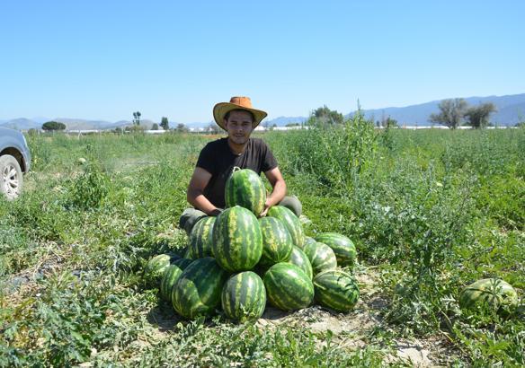 Yayla karpuzu pazardaki yerini aldı