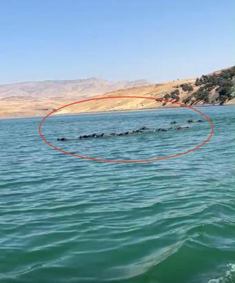 Baraj gölünü yüzerek geçen yaban domuzu sürüsü kamerada