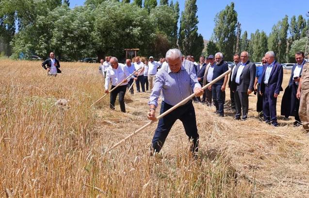 Binali Yıldırım, geleneksel ‘Harman Şenliği’nde tırpanla ekin biçti