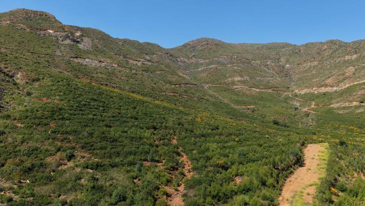 Muğla'da büyük yangınların 5'inci yılında yanan alanlar yeşil örtüye kavuştu