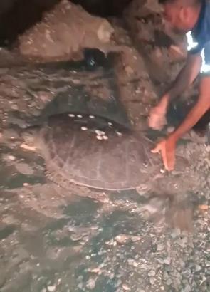 Sahilde yönünü şaşıran caretta carettayı vatandaşlar denize ulaştırdı