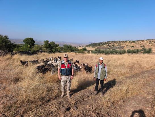 Kilis’te kayıp olan 50 küçükbaş hayvan bulundu