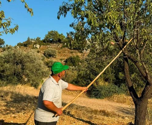 Datça'da badem hasadı başladı