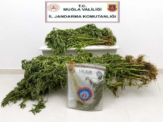 Muğla'da uyuşturucu operasyonlarında 33 tutuklama