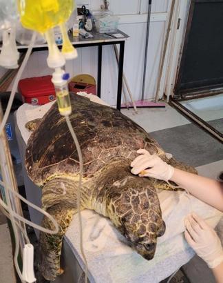 Kıyıya vuran caretta 'Enver' hayata tutundu