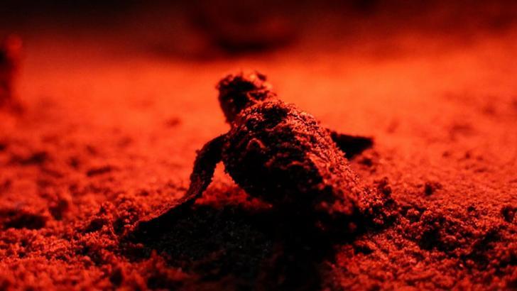 Didim'de yuvalarından çıkan yavru caretta carettalar denizle buluştu