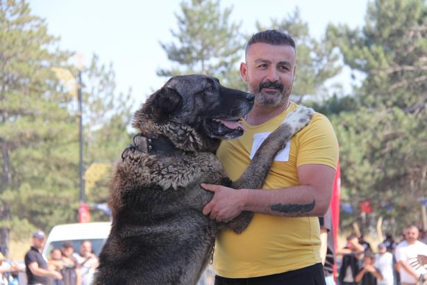 Sivas'ta Kangal köpekleri podyuma çıktı