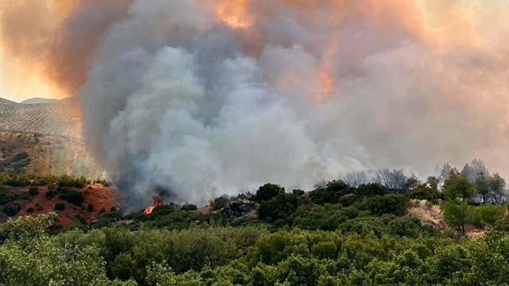 Manisa'da orman yangını