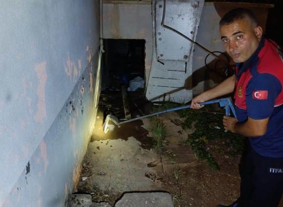 Adıyaman'da evin deposuna giren yılan, yakalanıp doğaya bırakıldı
