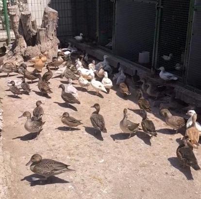 Edirne’de çiftlikte yabani 257 kanatlı kuş ele geçirildi