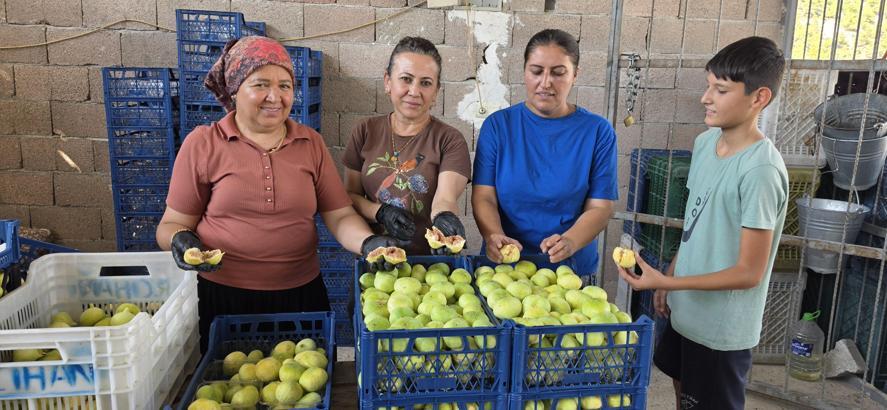 Mersin'de incir hasadı başladı; kilosu 150 lira