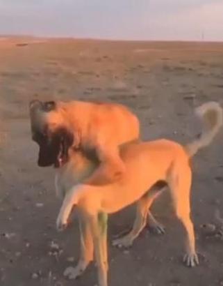 Aksaray'da köpek dövüştüren 3 kişiye 39 bin lira ceza