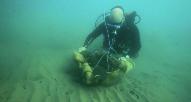 Deniz çayırları rehabilitasyon projesinde yüzde 90 başarı
