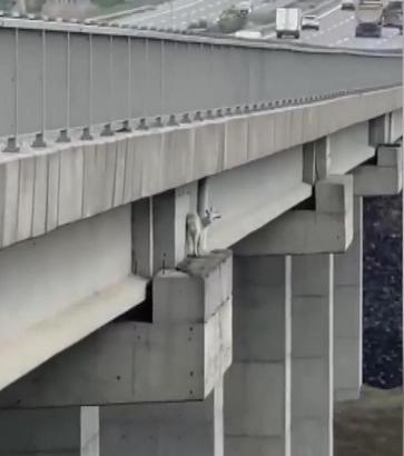 Kuzey Marmara Otoyolu’nda viyadükte keçiye kurtarma operasyonu