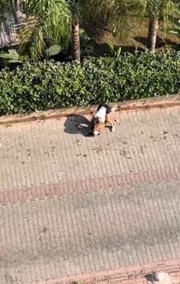 Ağızlıksız gezdirilen pitbull, kediyi öldürdü; sahibi, 'polisi aramayın' dedi