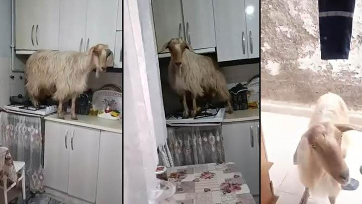 Mutfağa giren keçi tezgahın üzerine çıktı