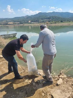 Manisa’da baraj ve göletlere 1 milyon 285 bin sazan yavrusu bırakıldı