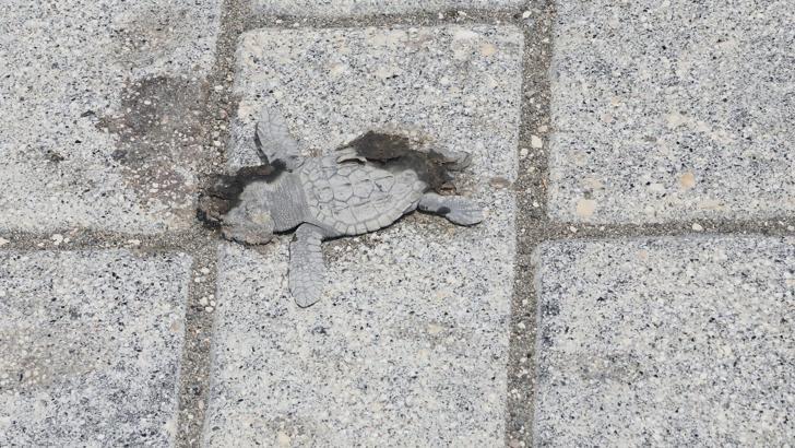 Yönlerini şaşıran yeşil deniz kaplumbağaları, araçların altında kalıp öldü