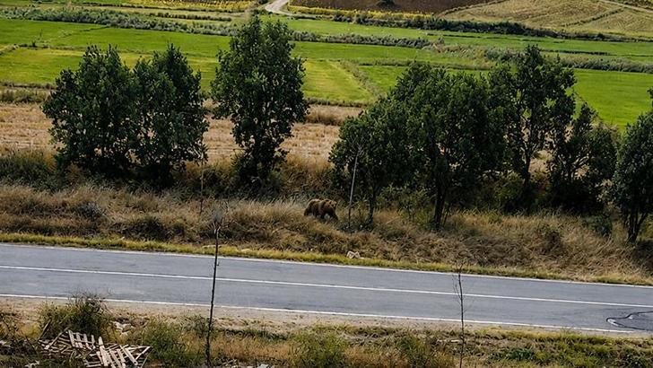 Belediye başkanından vatandaşlara ‘bozayı’ uyarısı
