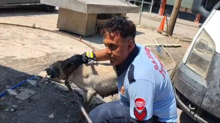 Konteynerin altında mahsur kalan köpek ile 7 yavrusu kurtarıldı