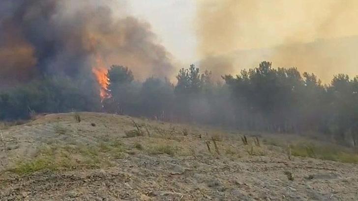 Manisa'da orman yangını