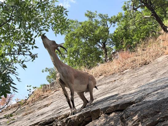Tunceli'de yaban keçileri beslenirken görüntülendi