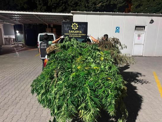 Sakarya'da 10 kilo esrar ve 50 kök Hint keneviri ele geçirildi